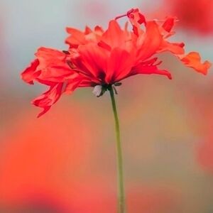 Meet your Posher, Kaylee